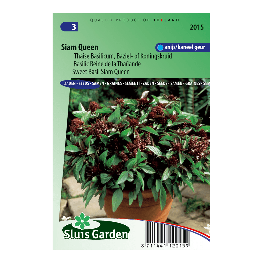 basilicum-siam-queen-ocimum-basilicum-1c702a3a04bb.png Basilicum Siam Queen (Ocimum Basilicum) - Afbeelding 1