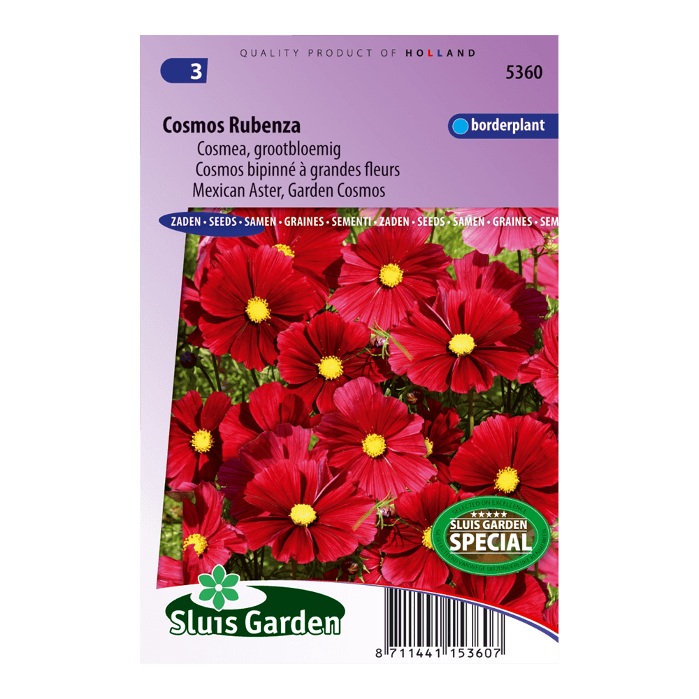cosmos-rubenza-fleuroselect-novelty-fe8a3de970cf.png Cosmos Rubenza Fleuroselect Novelty - Afbeelding 1