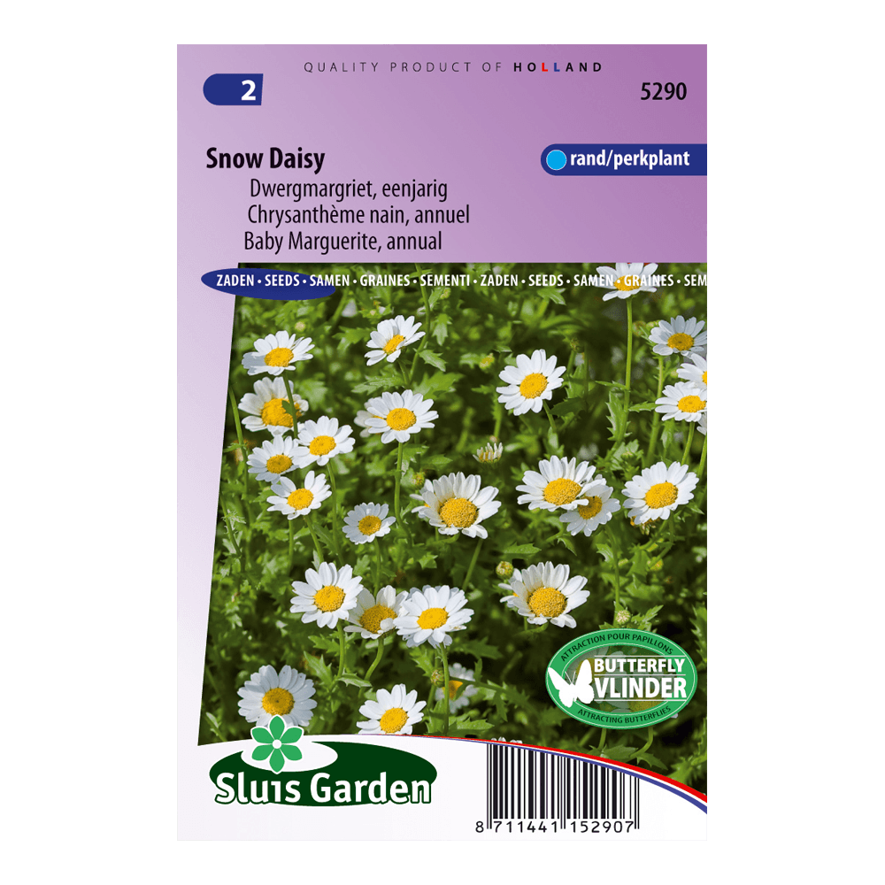 margriet-snow-daisy-chrysanthemum-9e318215ef8f.png Margriet Snow Daisy (Chrysanthemum) - Afbeelding 1